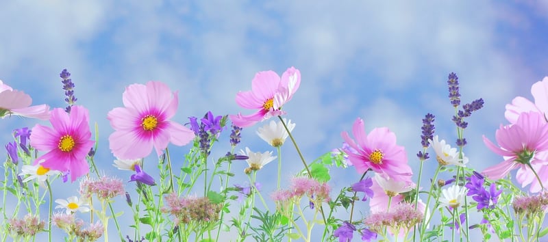 Wonderland Garden