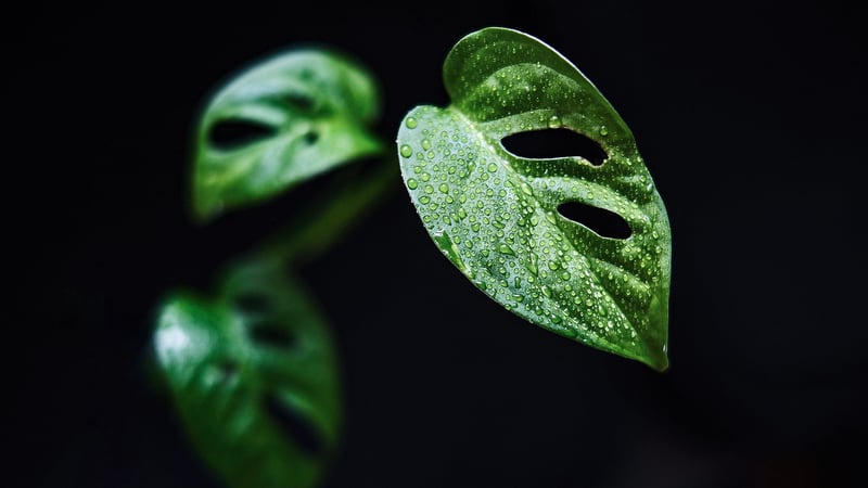 Variegated Monstera